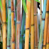 Himalayacalmus hookerianus - Blue bamboo
